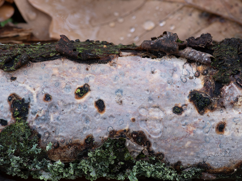 Vuilleminia comedens Vuilleminia comedens